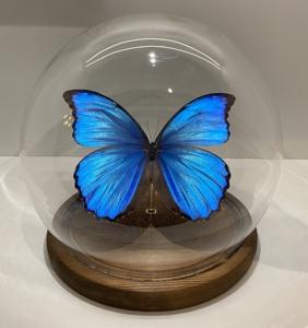 蝴蝶元素纪念品的相关图片